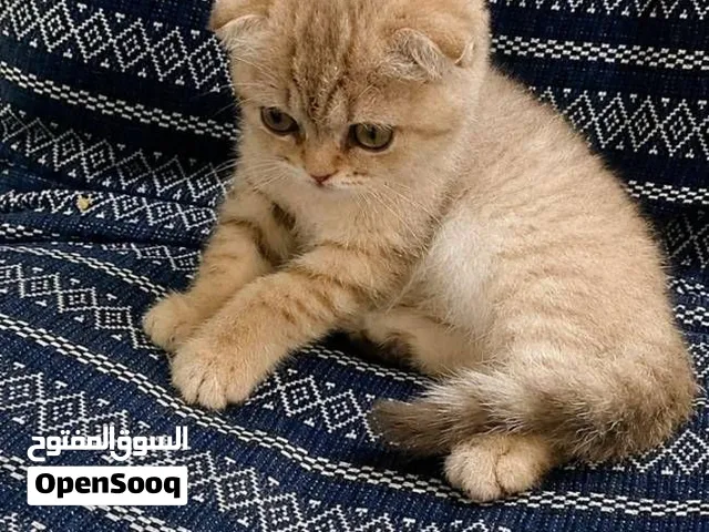 انثى سكوتش فولد