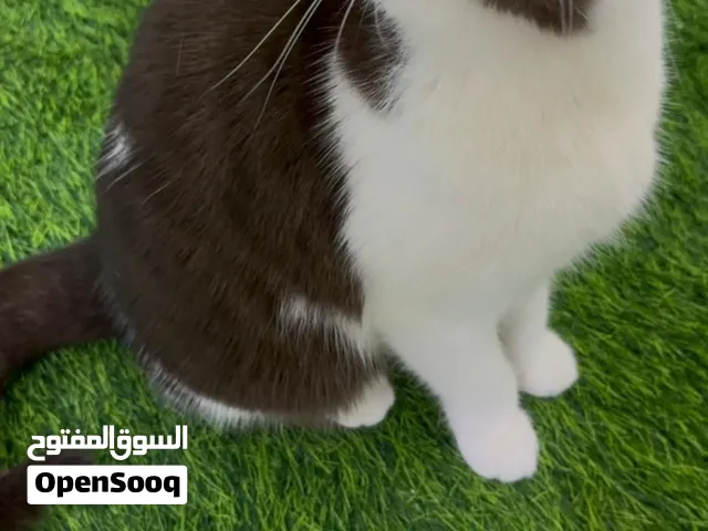 سكوتش ستريت شوكوليت