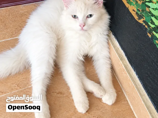 Turkish Angora type