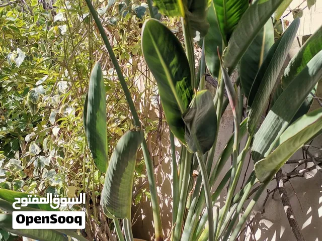 شجرة عصفور الجنة للبيع