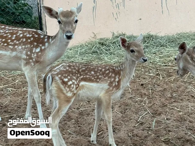 غزال فلودير ذكر