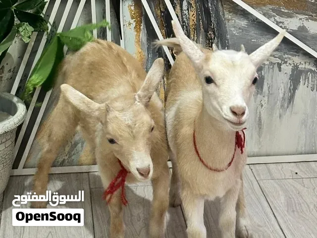 البيع للاثنين بـ 120