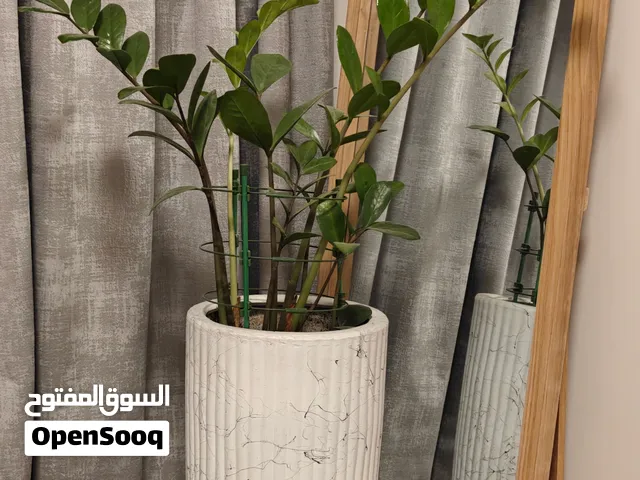 ZZ Plant in Ceramic tall planter pot with saucer — white marble effect