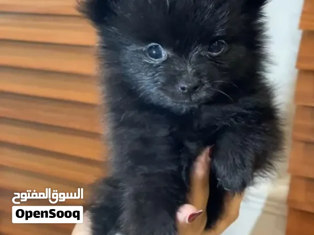 تيكب بومرينيان بيور