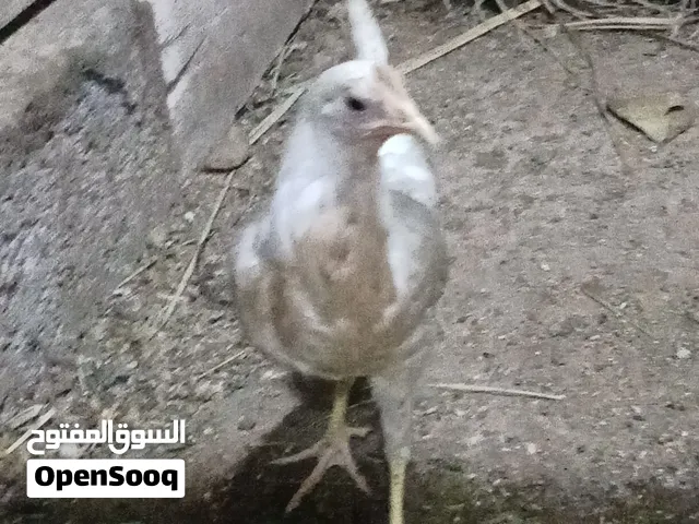 متاح دجاج للبيع فروج عل وجه مبياض اقره الوصف