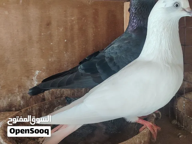 AED 250 Each pair pakistani pigeon high fly 8 to 10 houes