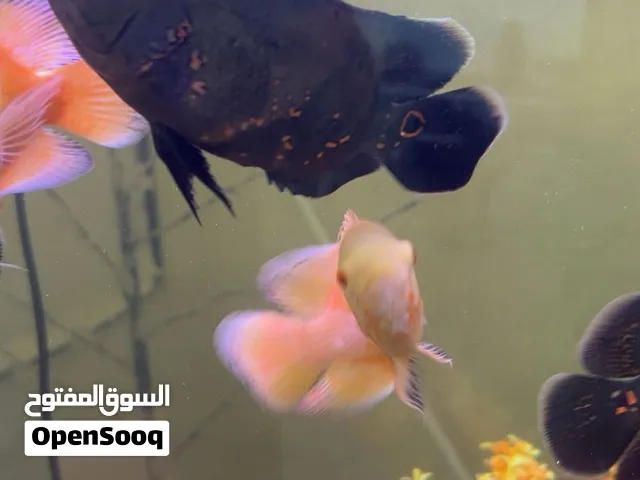 اسماك اوسكار للبيع