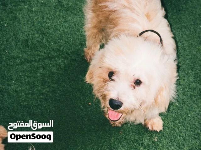 للبدل ب بي سي عادي بدون شاشه الجلب صحته زينه ولعوب ومافيه اي أمراض الحمدالله الي له خاطر يتوصال
