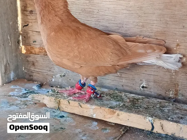 للبيع 50 ..