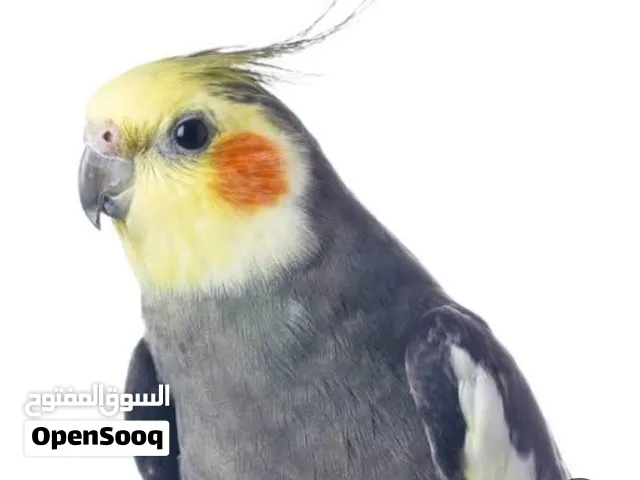 فحل كوكتيل للبدل