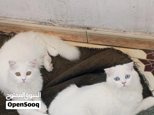 للبيع قطتين بيض حلوين