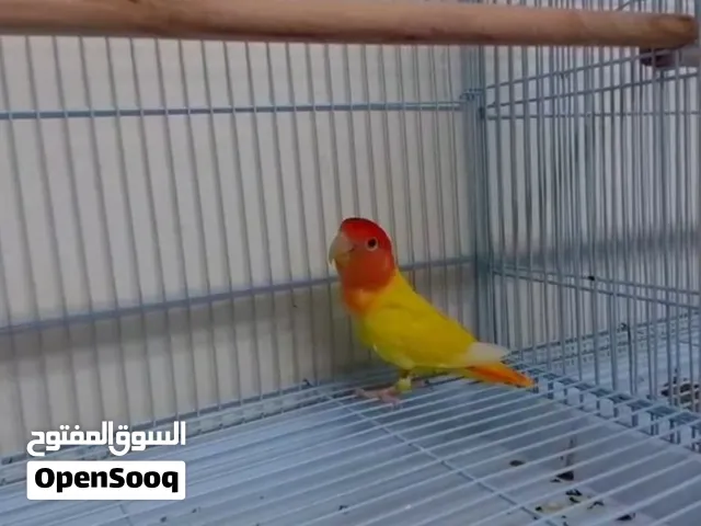 للبيع عصفور لافبير منتج من قبل