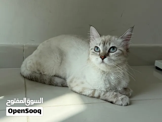 Cat for adoption
