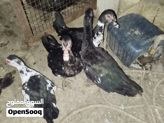 بط بلدي لحم عمر 5 شهور