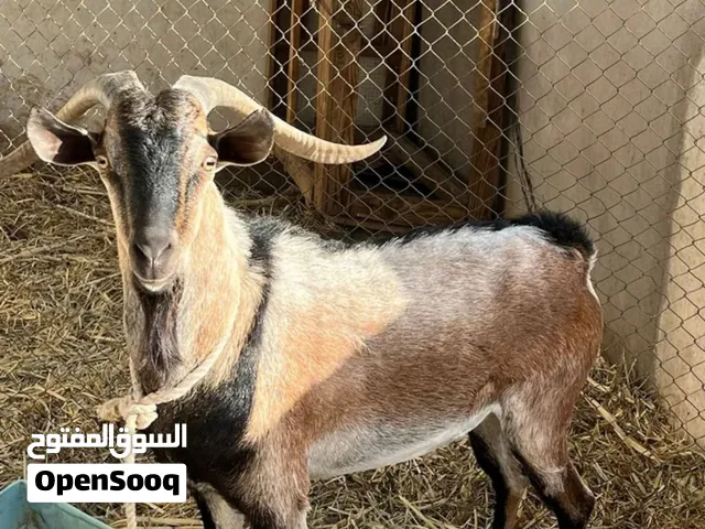 وعل فحل حار