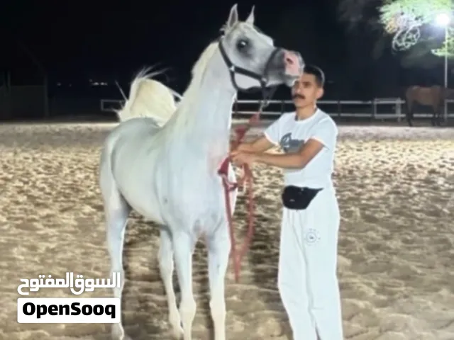 للبيع او للبدل