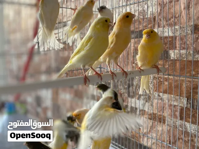 كناري جمله