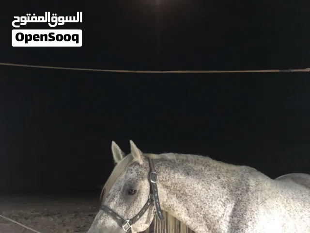 حصان بلدي.