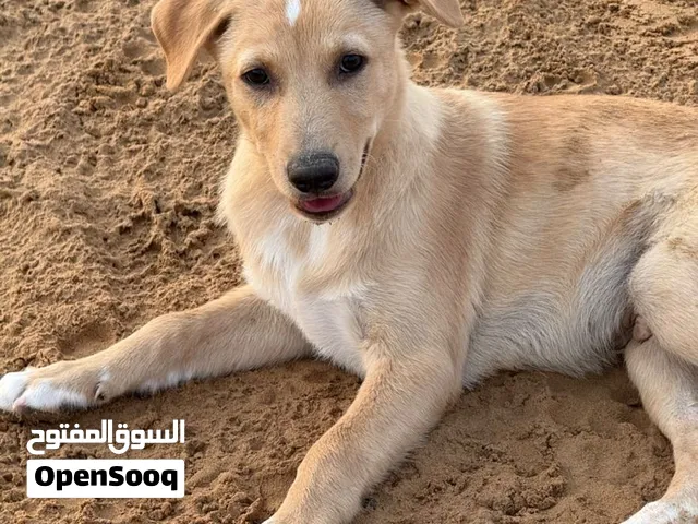 كلاب للتبني بدون مبلغ مادي