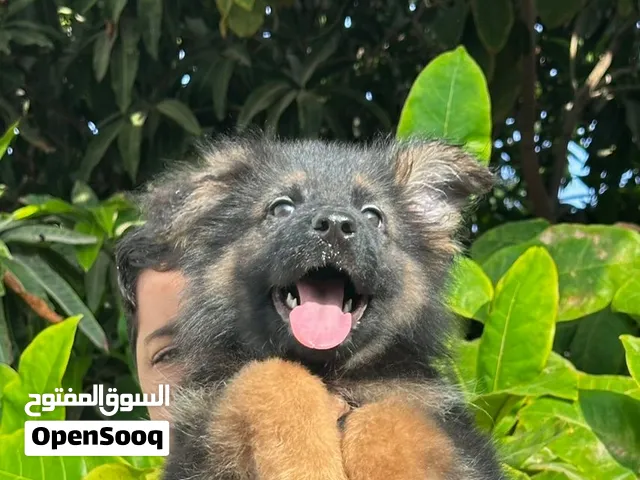 جيرمن شبرد لونق هير