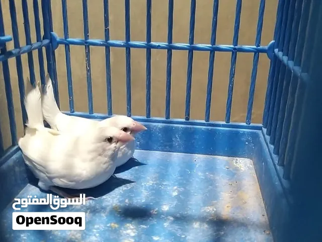 جوز منقنيز