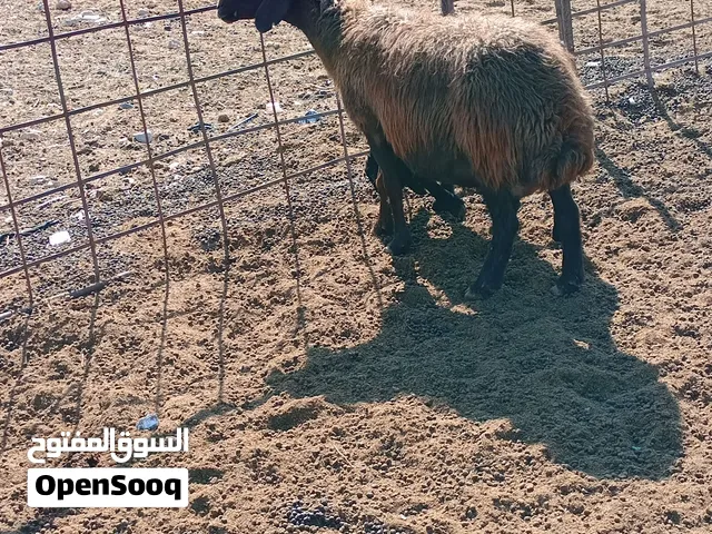 نعجة  سنها نضيف ريشه معاها خروف ما شاء الله تبارك الرحمن اسوم 375