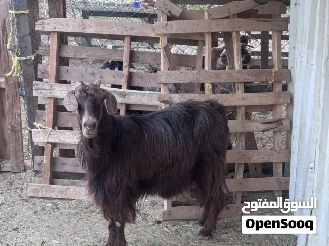 ذبيحه سمين عمانيه