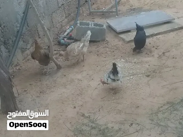 دجاج عربي البيع