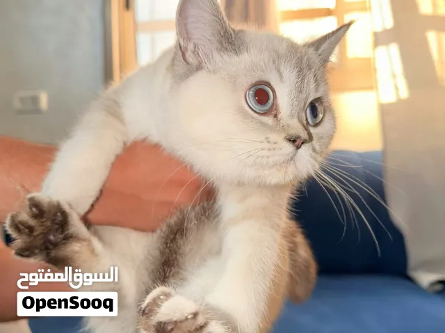 قطط سكوتش ستريت اسكتلندي 3شهور وفي منهم 4شهور