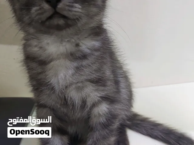 قط سكوتش فولد بيور السعر 800