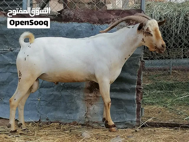 بيع فحل صلالي أصل مستوى طيب باقي   تفاصيل أقرأ الوصف