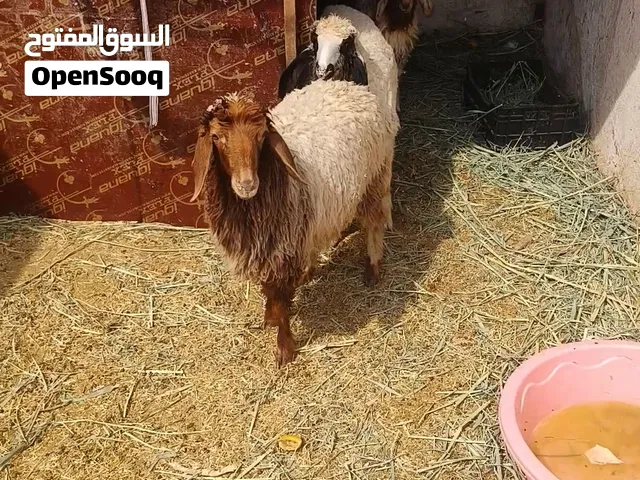 طليان العدد 14