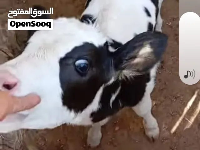 عجل وعجله للبيع الي شرا يرن إعمار العجل 22 يوم والعجله 42 يوم