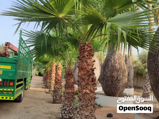 Washingtonia Spanish واشنطونيا