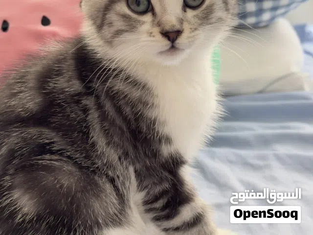 سكوتش ميكس ذكر عمره شهرين للبيع