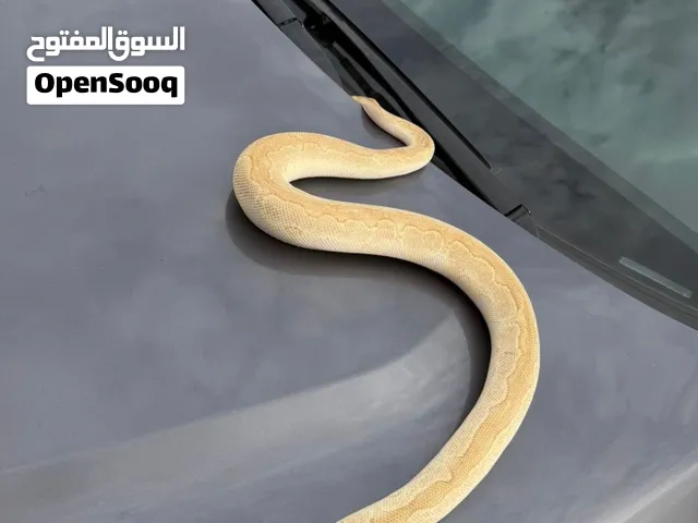 Adult Lesser clown ball python