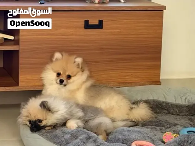 العمر 3 شهور الكلاب مستورده الجوز ب 9000 والكلب على 4500 وصل سومه