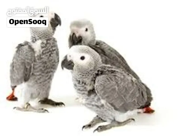 مطلوب كاسكو