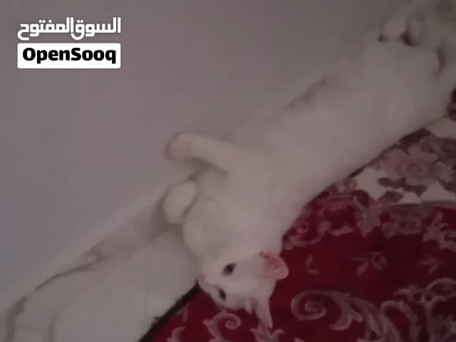 قطه جميله ولونها المتالي وراءحتها متل رايحة المسك