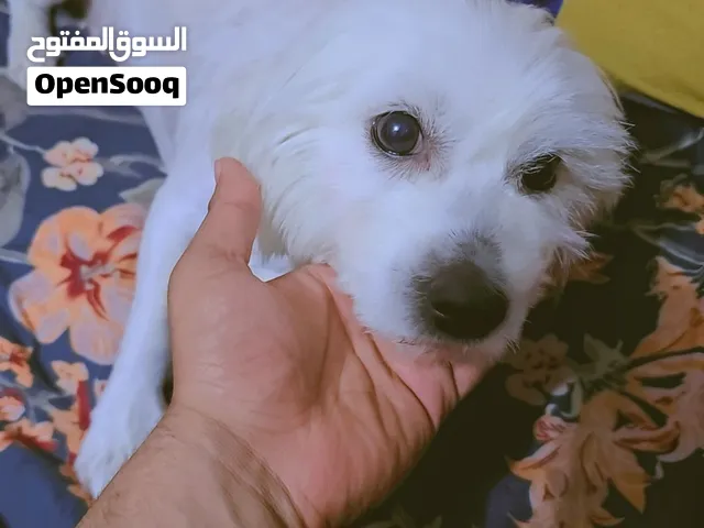 للتبني كلبه