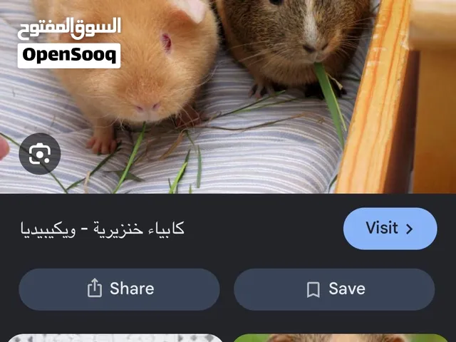 مطلوب قوارض شانشيلا او قيني بيق شرط الافه