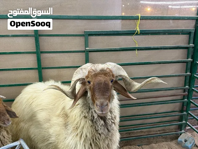 نعيمي اصلي فحل