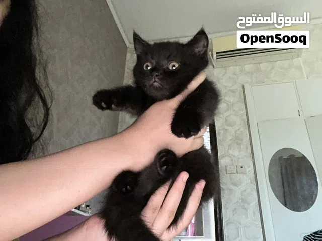 Stunning Black Persian × British Shorthair Kittens Available for sale including vaccinations