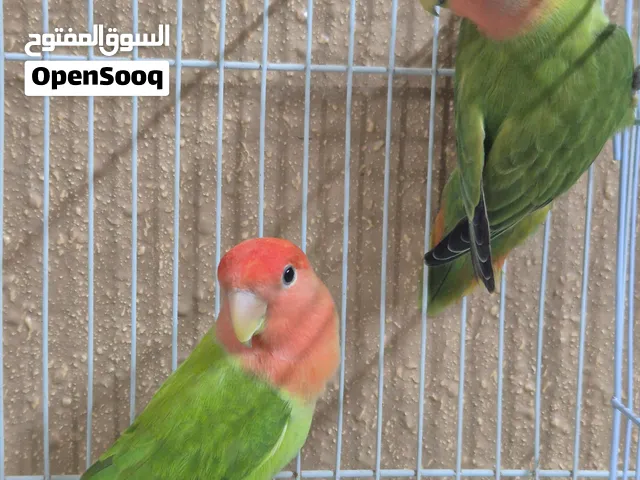 sell post love bird