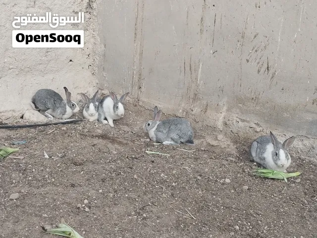 بسم الله ما شاء الله  متاح أرانب اربع انائي وذكرهم طقم كامل صحة ونظافة الاربعة معاشير  موجودات في ال