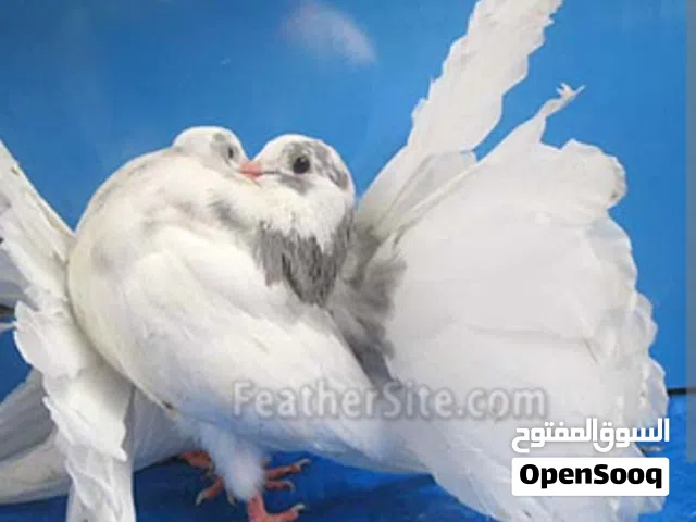 fancy pigeons