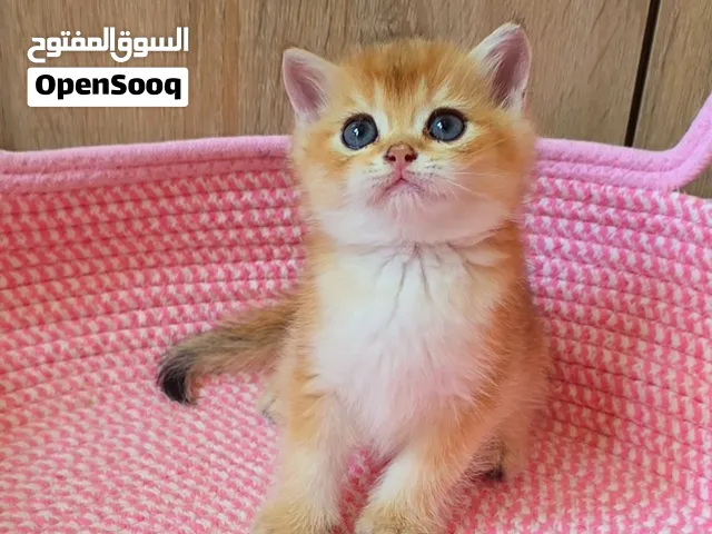 British Shorthair  Male_ Golden NY11