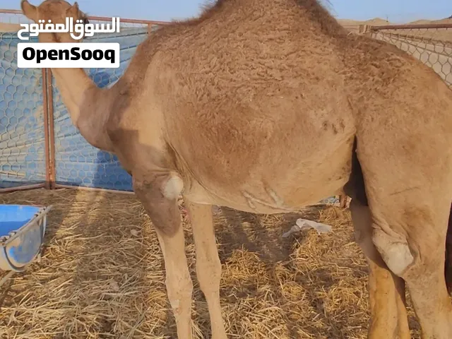 ثنين جعدان للبيع