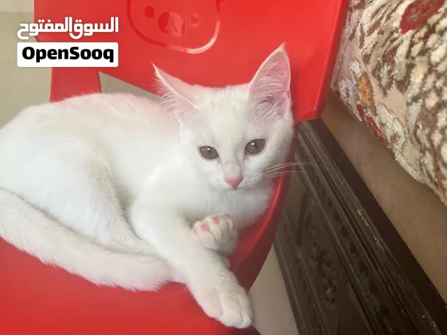 قطط هجين للبيع
