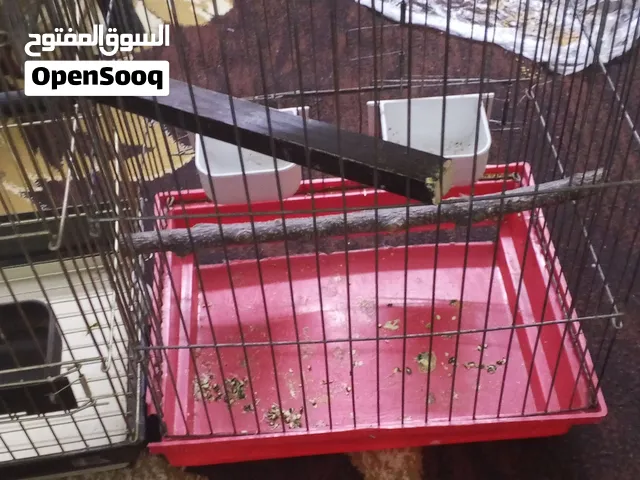 قفصين كاسكو قفص ثلاث معالف للبيع بسعر مغري
